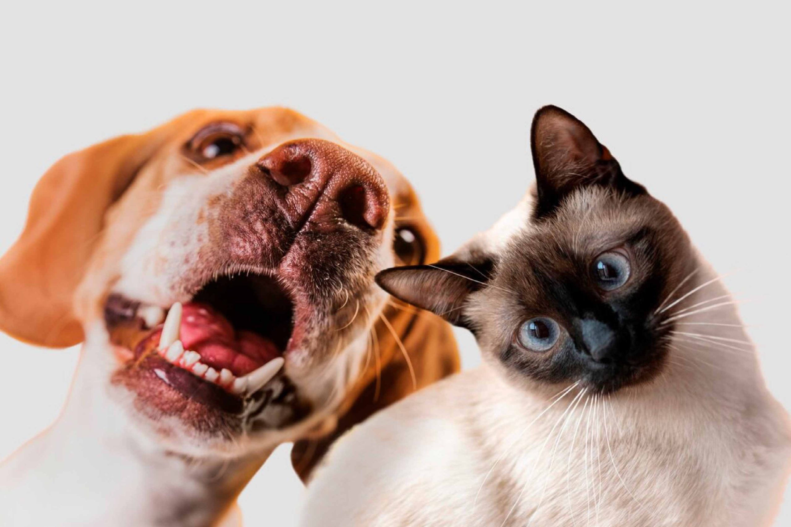 Protección exequial mascotas interna